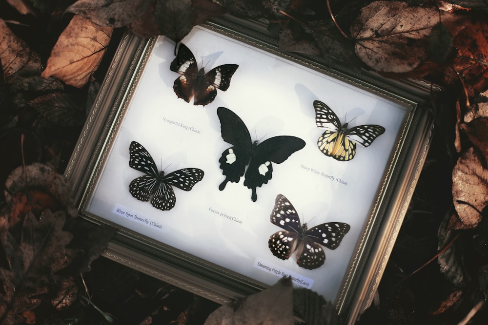 five butterflies with frame