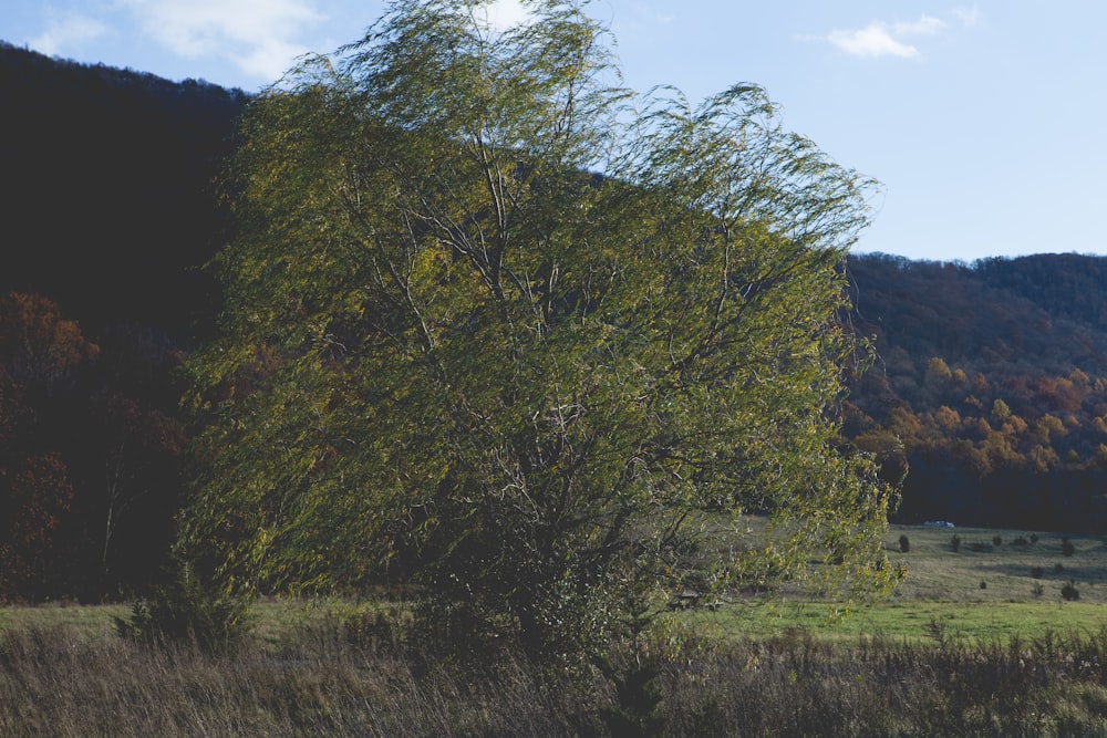 landscape of a tree on a field