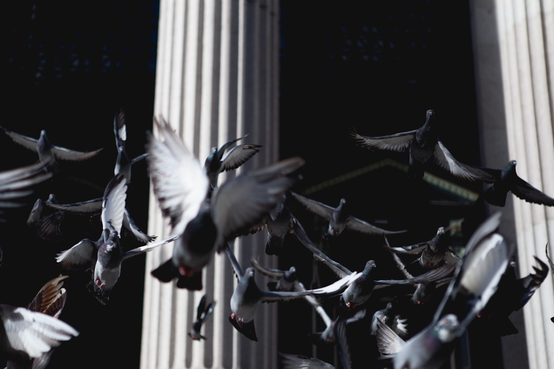 low angle photography of flock of flying birds