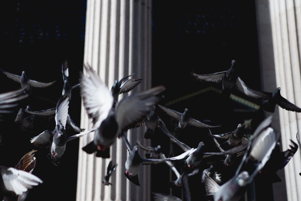 飛翔する鳥の群れのローアングル写真