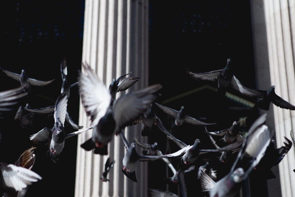 Low-Angle-Fotografie von fliegenden Vogelschwärmen