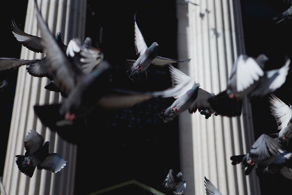 flock of pigeons