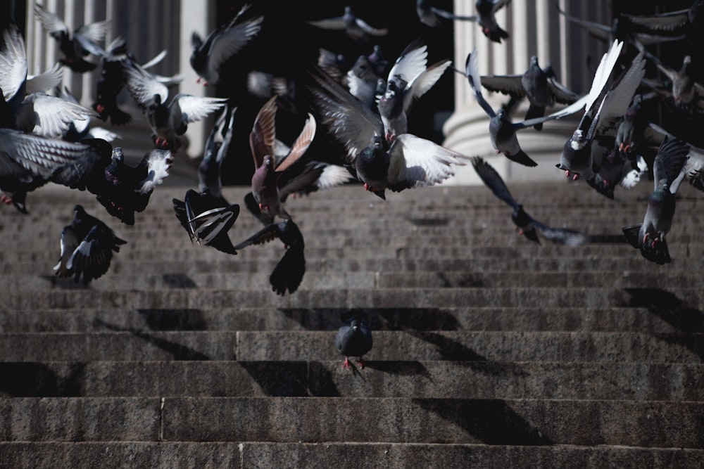 鳥の群れ