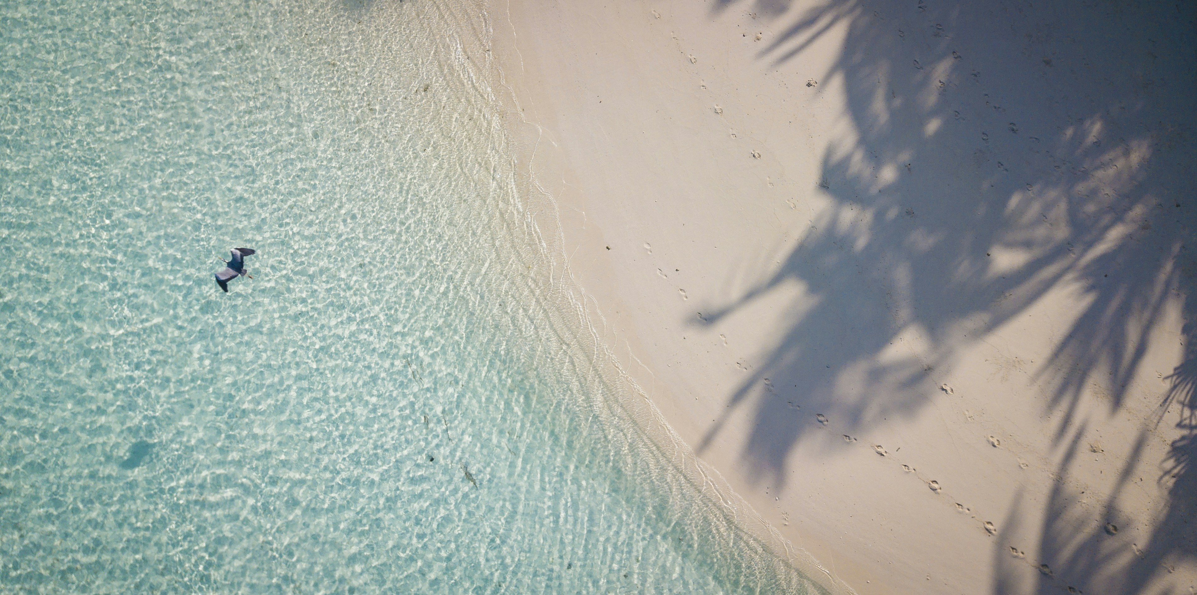 aerial photo of sea