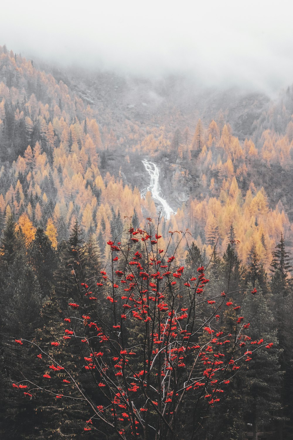 red flowering tree near pine trees