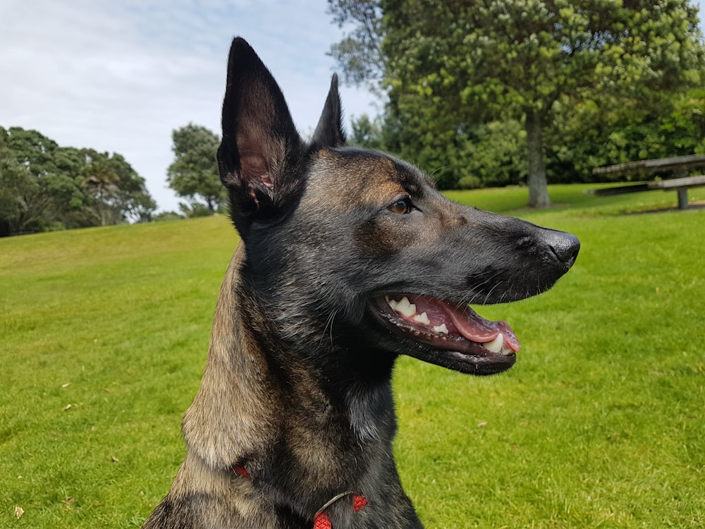 brown and black german shepher dog