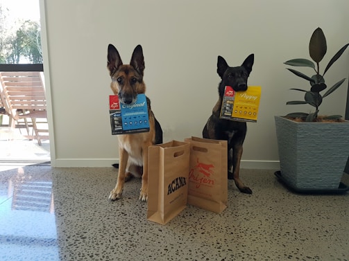 Two German Shepherd dogs sit side by side on a polished concrete floor, each holding a package of dog food in its mouth. In front of them, there are two paper shopping bags labeled Acana and Orijen. To the right, a large potted plant adds greenery to the minimalist decor. Natural light streams in from a window on the left, illuminating the scene.