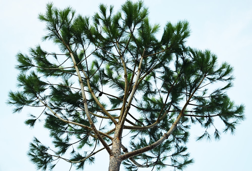 low angle photography of green-leafed tree