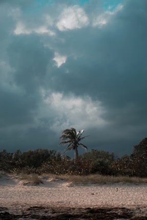 green coconut palm over other trees under gray clouds