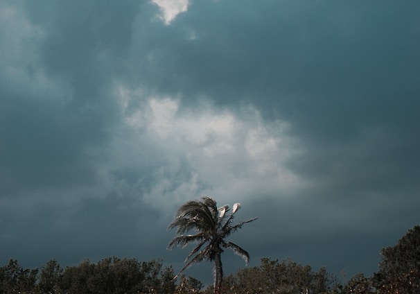 green coconut palm over other trees under gray clouds