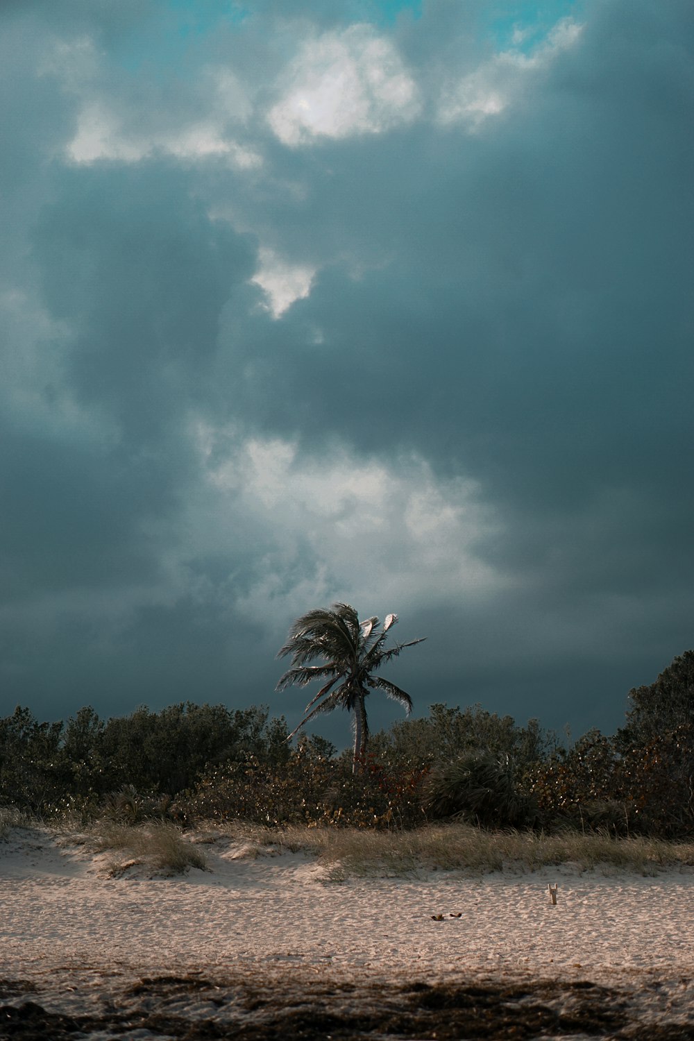 green coconut palm over other trees under gray clouds