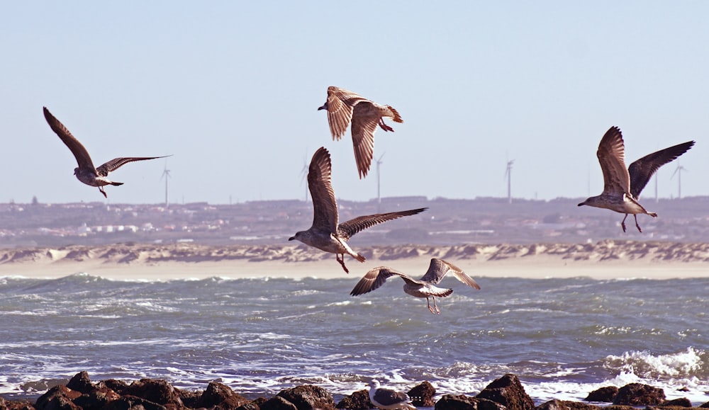 brown birds in flight over body of water