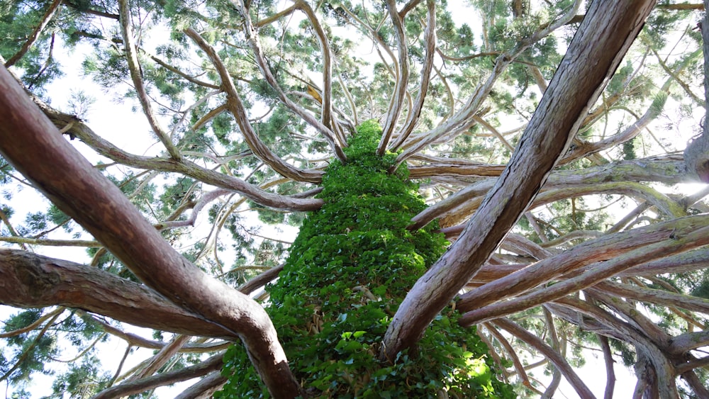 tree trunk with branches