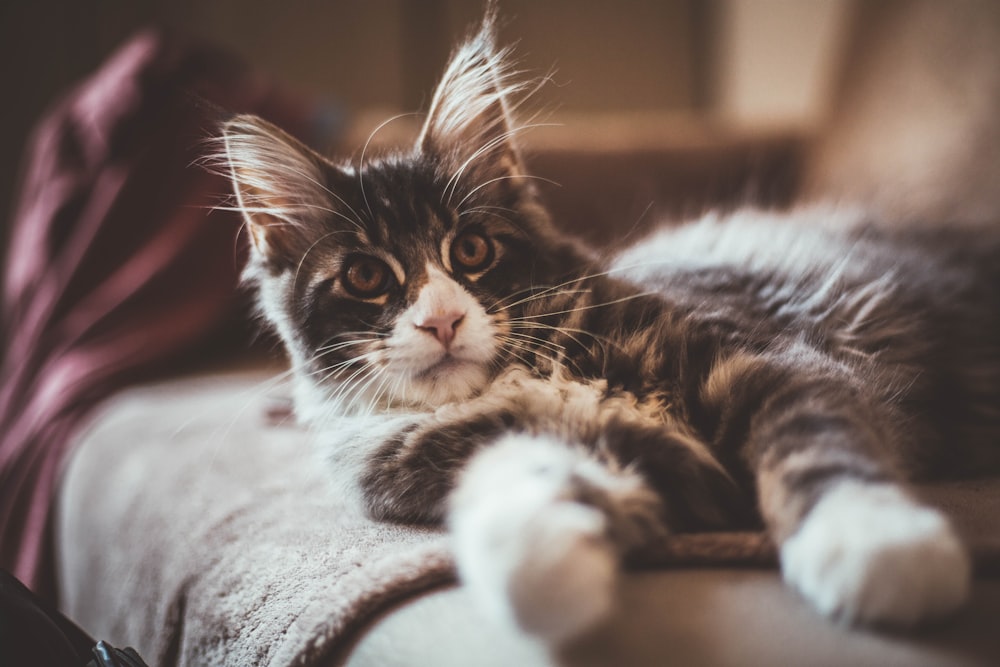 white and black cat