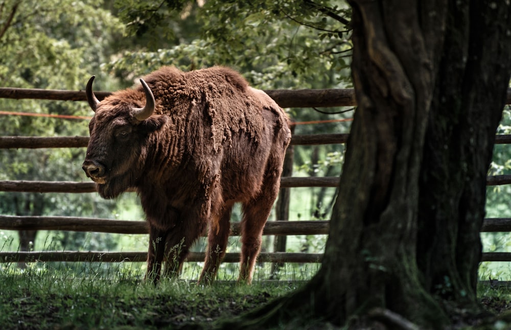 brown cattle standing beside fence and trees