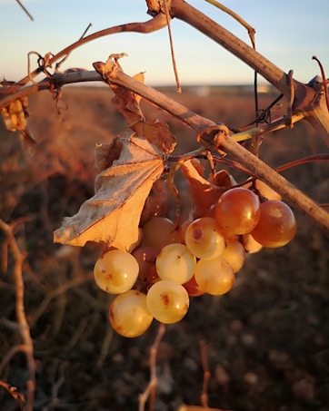 A cluster of ripe grapes hanging from a vine, accompanied by a dry, wilted leaf. The grapes are golden with a few red spots, and the vine is brown and twisted. The background is a blurred landscape during sunset, casting a warm glow over the scene.