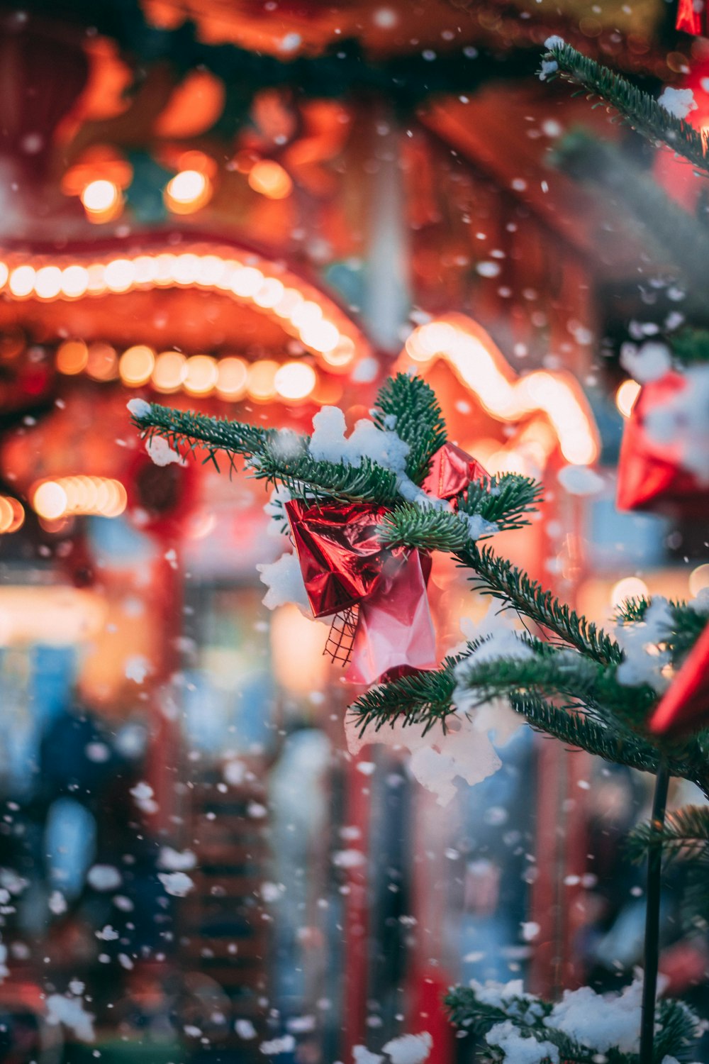 Fotografia em close-up de samambaia com neve e ás