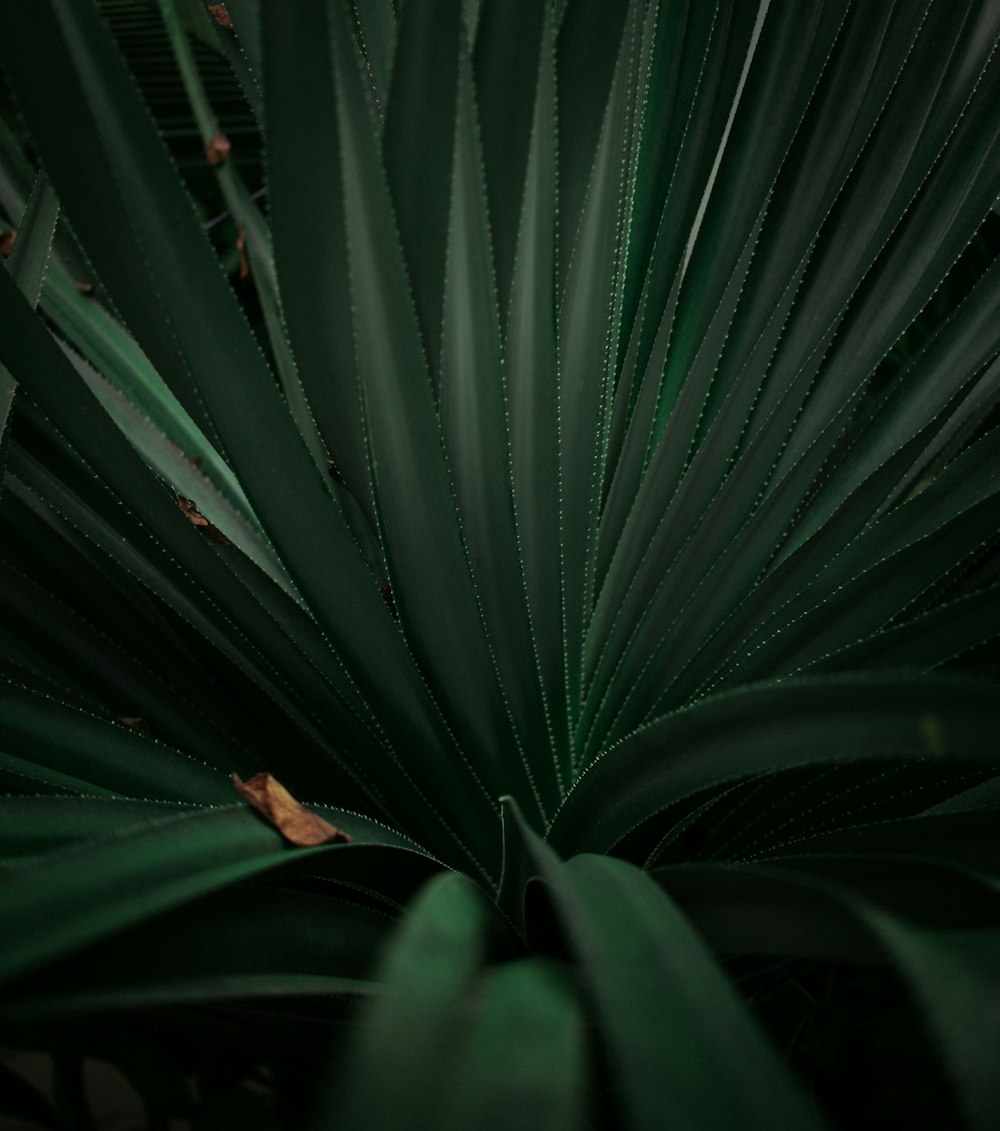 緑の剣の葉の植物