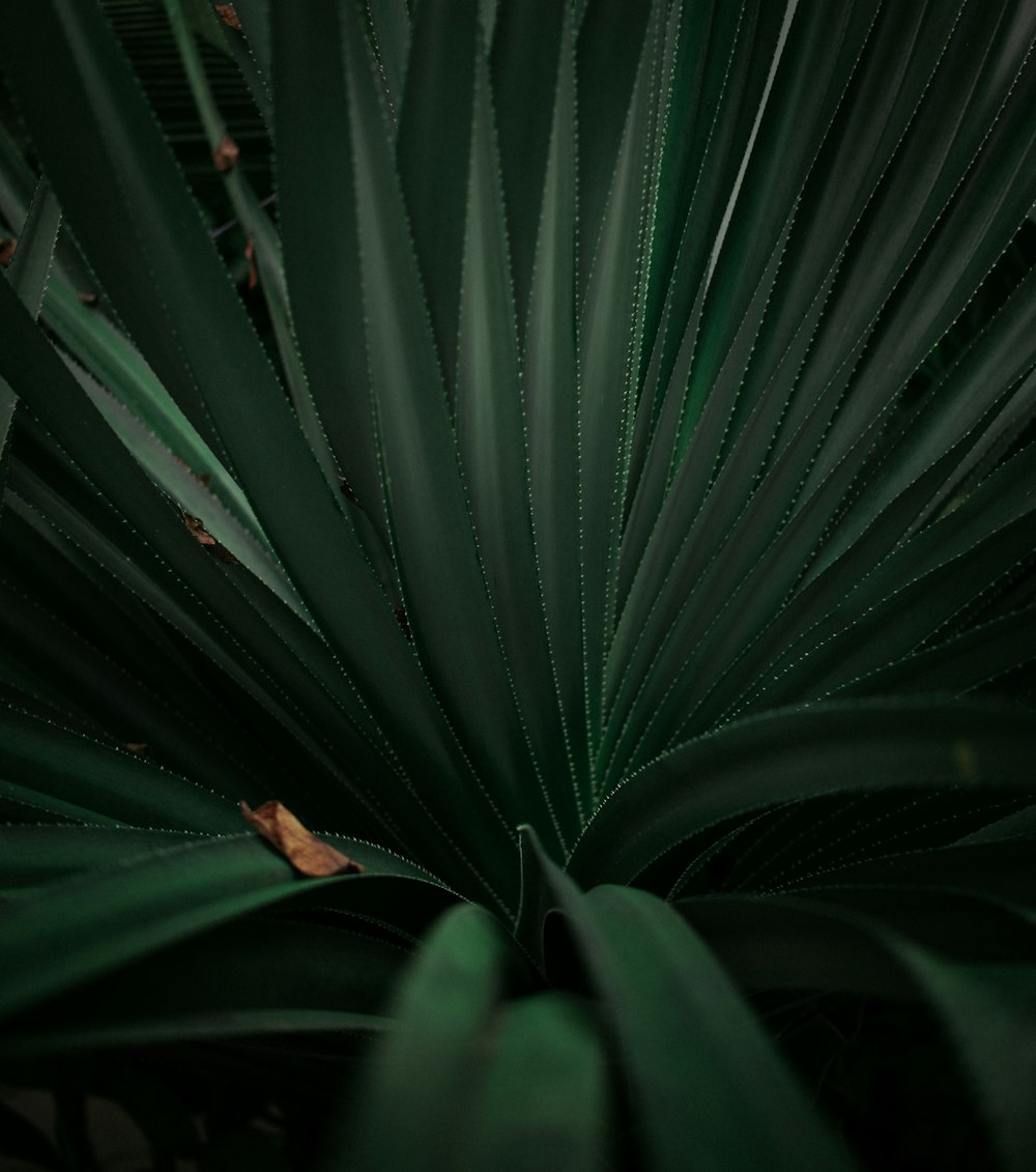 green sword leaf plant
