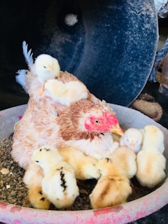 A mother hen sits in a round container surrounded by a group of fluffy yellow chicks. Some chicks are perched on her back while others huddle around her. The setting appears to be rustic with some grain scattered around.