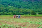 three persons farming on field