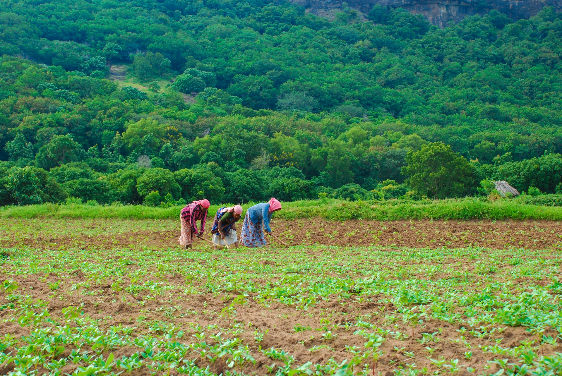 three persons farming on field