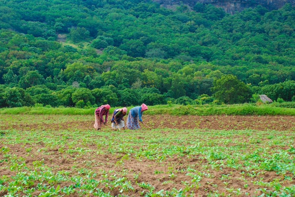 three persons farming on field