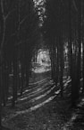 A serene black-and-white photograph capturing a quiet forest path at dawn.