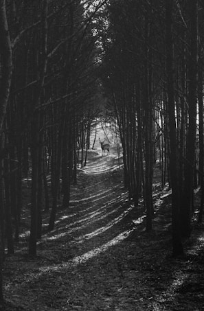 A black-and-white photograph captures a serene scene within a dense forest of tall, dark trees. The path through the woods is illuminated by dappled sunlight filtering through the branches. In the distance, a deer stands silently, framed by the trees, creating a sense of solitude and calm.