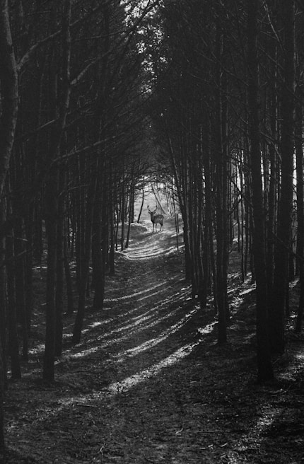 A black-and-white photograph captures a serene scene within a dense forest of tall, dark trees. The path through the woods is illuminated by dappled sunlight filtering through the branches. In the distance, a deer stands silently, framed by the trees, creating a sense of solitude and calm.