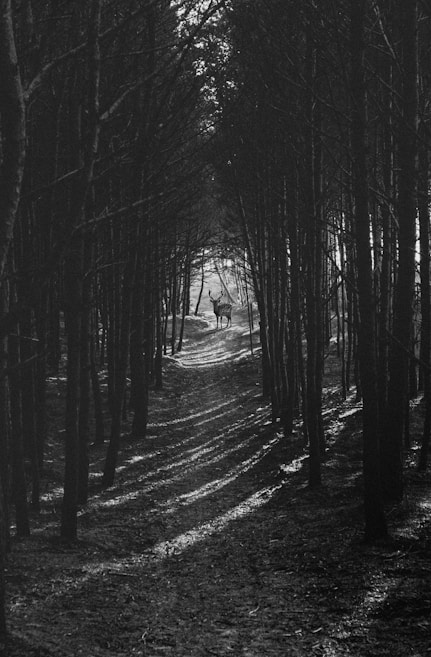 A black-and-white photograph captures a serene scene within a dense forest of tall, dark trees. The path through the woods is illuminated by dappled sunlight filtering through the branches. In the distance, a deer stands silently, framed by the trees, creating a sense of solitude and calm.