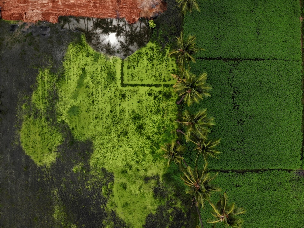 close-up photography of plants