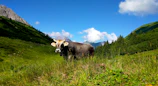 A majestic Gir cow standing gracefully in a green pasture under a bright blue sky.