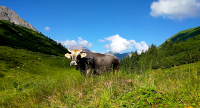 A majestic Gir cow standing gracefully in a green pasture under a bright blue sky.