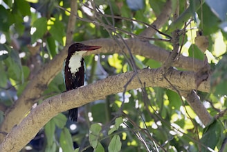 A close-up of a colorful bird perched on a branch in a sunlit forest.