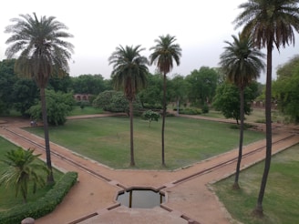 A well-maintained garden featuring tall palm trees, neatly trimmed grass, and pathways dividing the area into sections. The background includes dense trees and a small, arched structure surrounded by greenery.