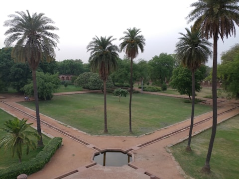 A well-maintained garden featuring tall palm trees, neatly trimmed grass, and pathways dividing the area into sections. The background includes dense trees and a small, arched structure surrounded by greenery.