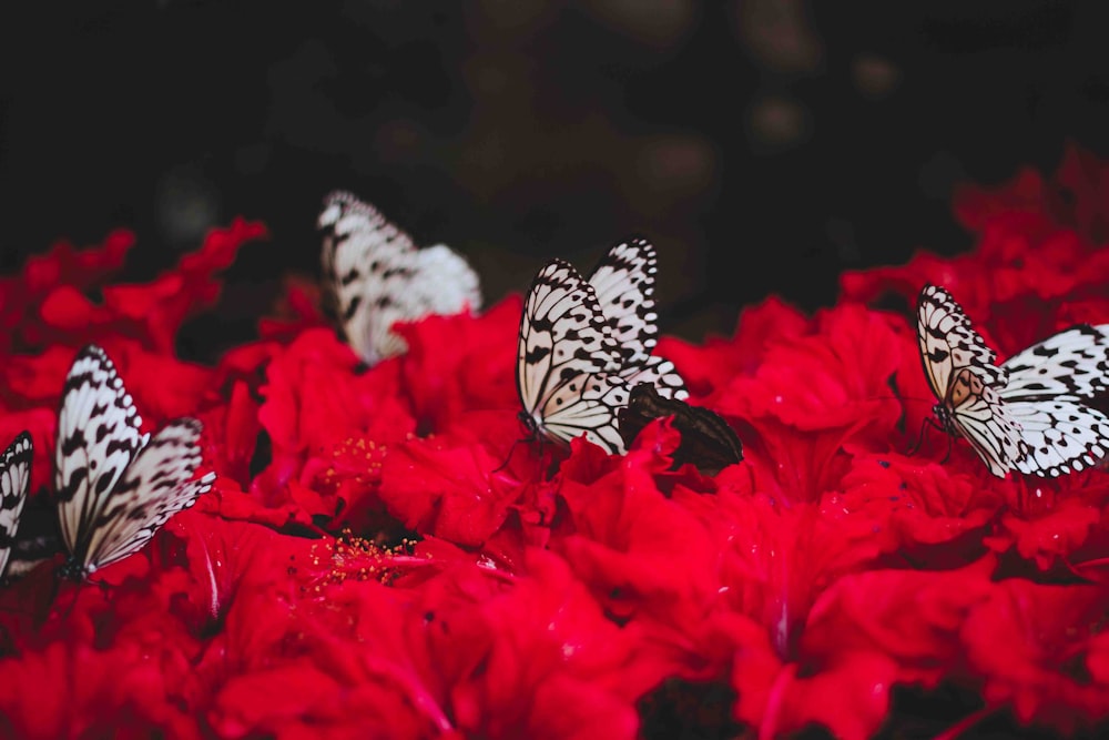 weiße Schmetterlinge, die aus roten Blüten stehen