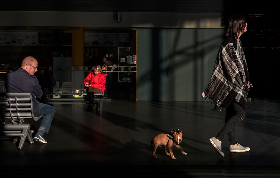 brown dog walking behind woman