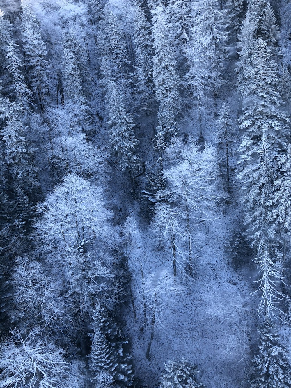 high-angle photography of trees covered with snow