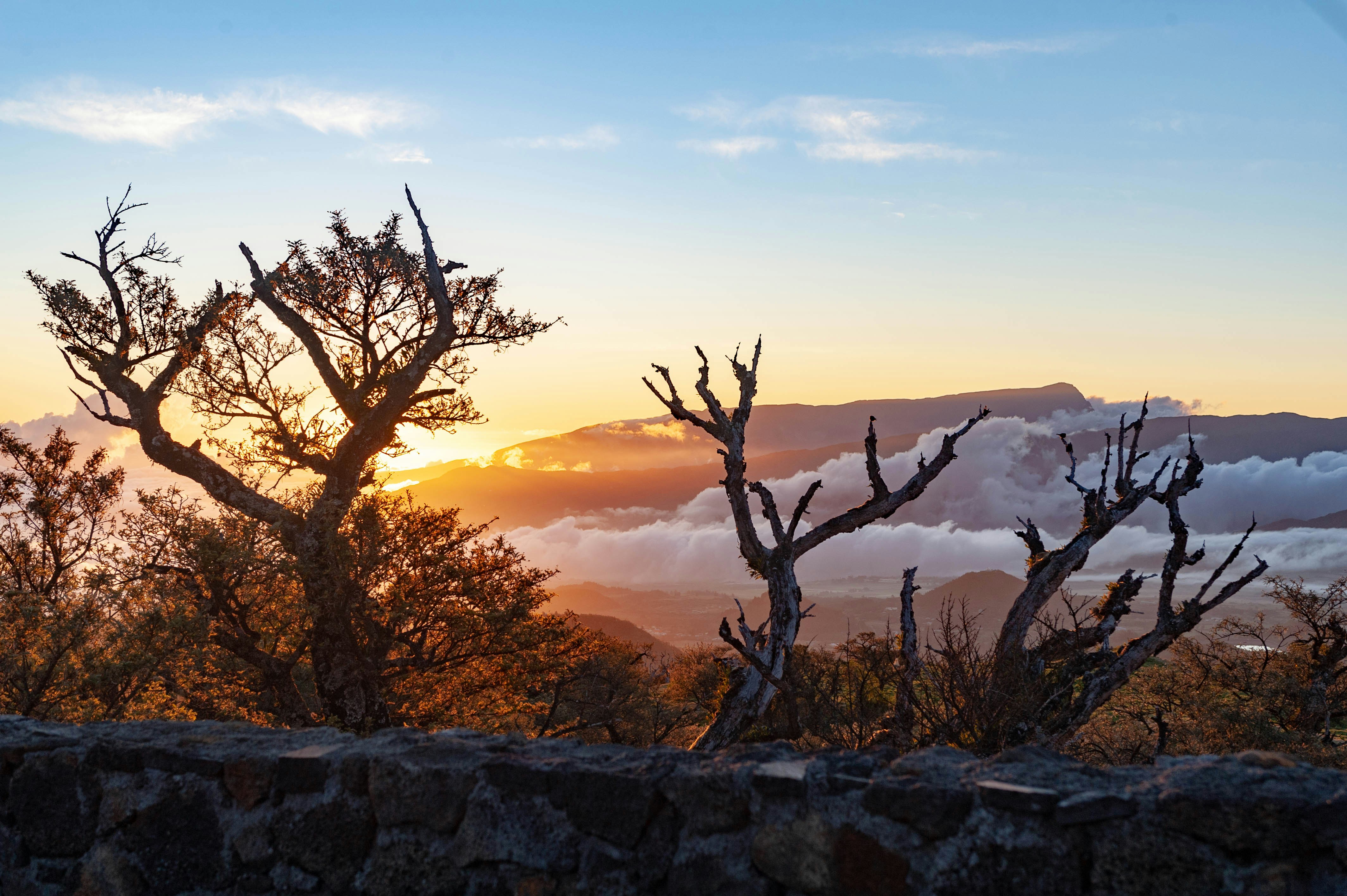 brown bare tree under blue sky during sunset