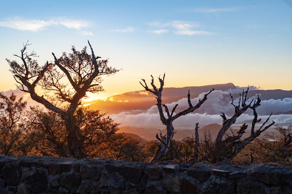 brown bare tree under blue sky during sunset