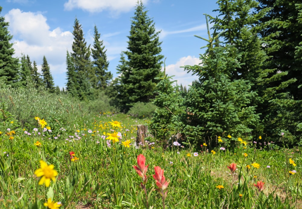 meadow of flowers and pine trees