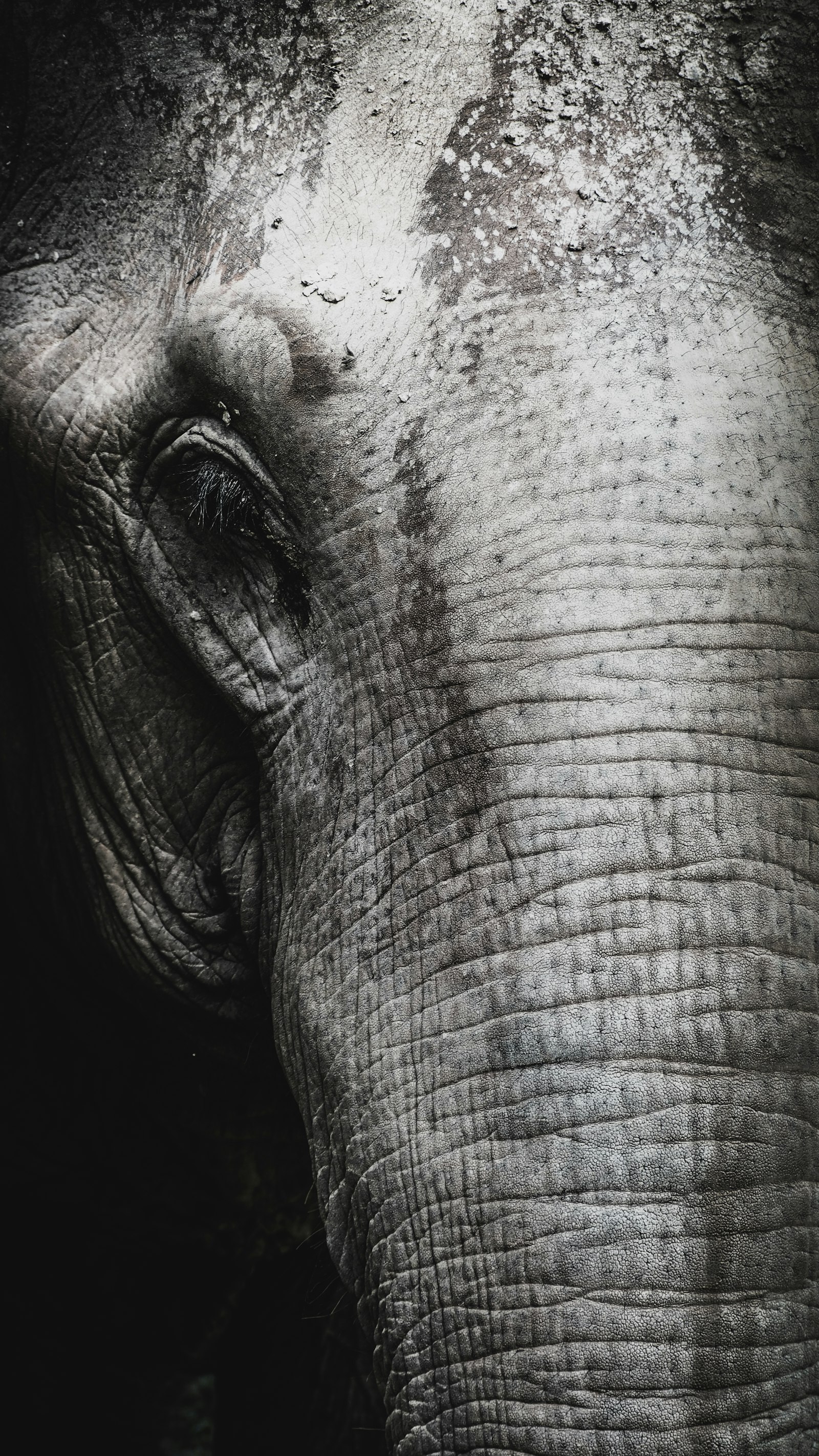 Olympus PEN E-PL8 + Olympus M.Zuiko Digital ED 40-150mm F4-5.6 R sample photo. Grayscale photography of elephant photography