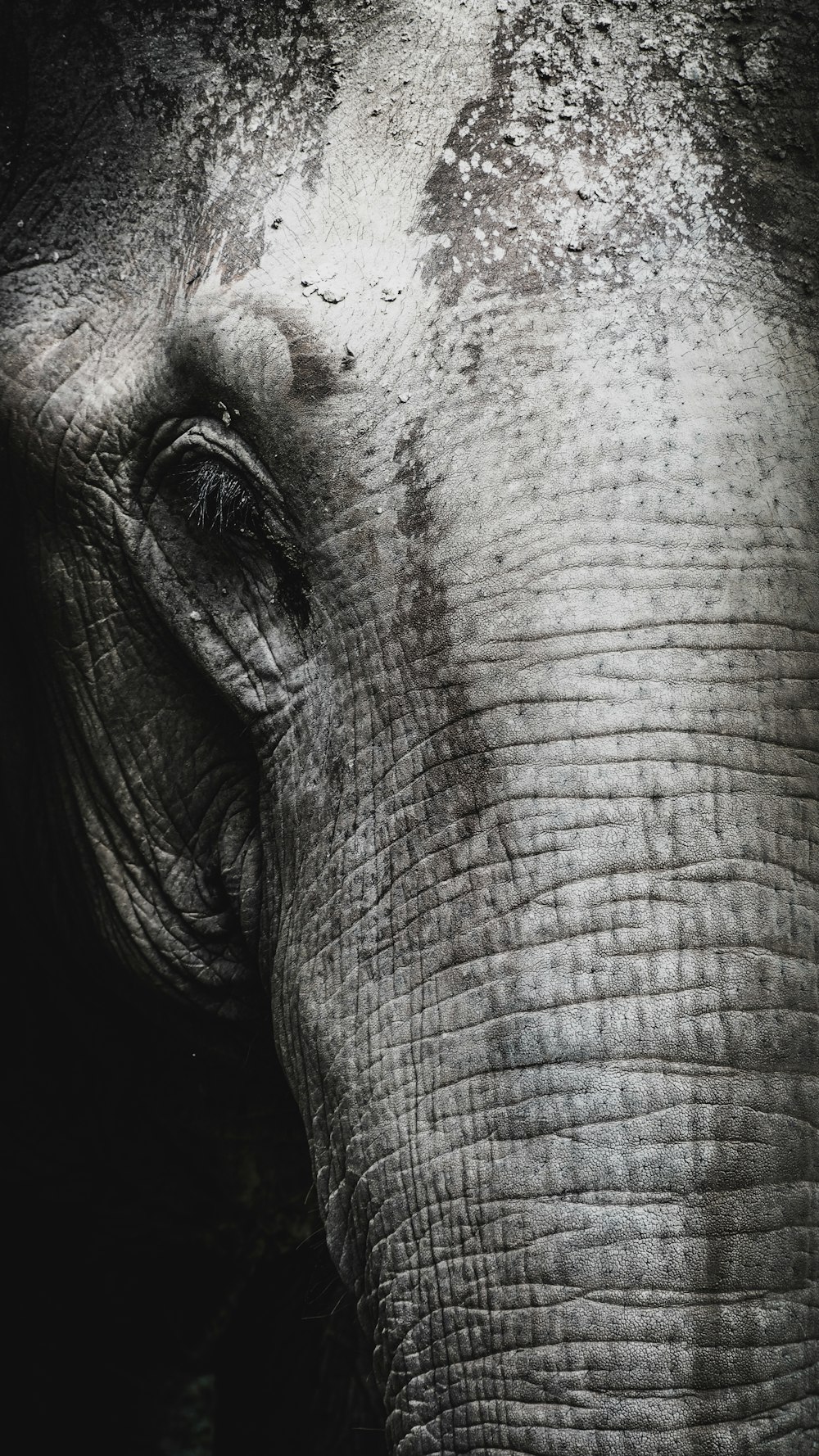 Photographie en niveaux de gris de l’éléphant