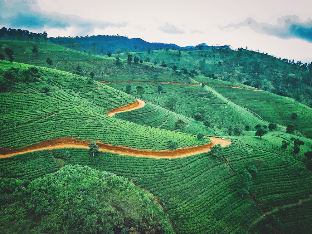 aerial photography of green fields during daytime