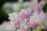 A soft-focus close-up of bougainvillea blossoms framing a vintage brass door knocker on a warm cream wall.