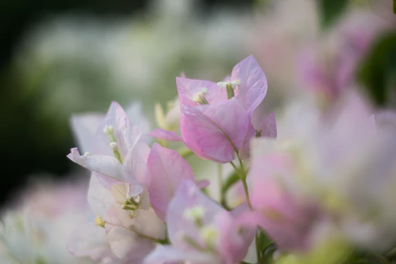 A soft-focus close-up of bougainvillea blossoms framing a vintage brass door knocker on a warm cream wall.