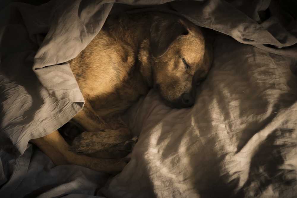 chien brun à poil court enveloppé d’une couverture