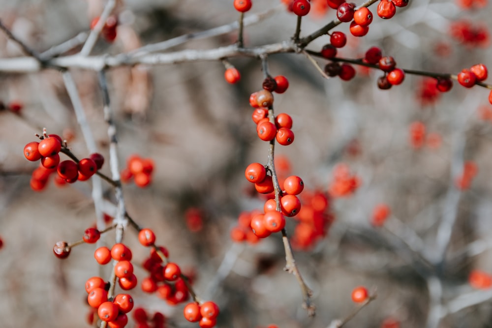 selective focus photography of berries